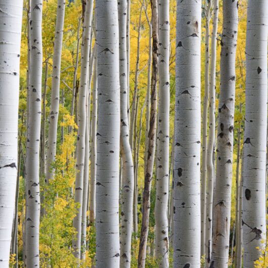 Friend (Birch Level)