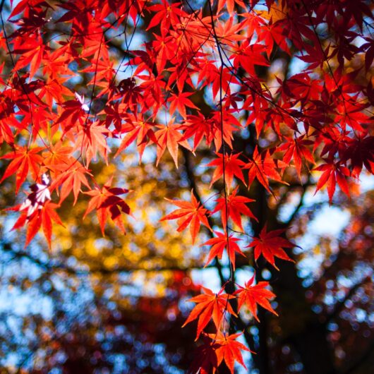 Partner (Maple Level)