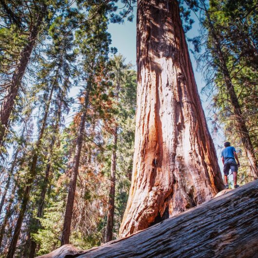 Sustainer (Sequoia Level)